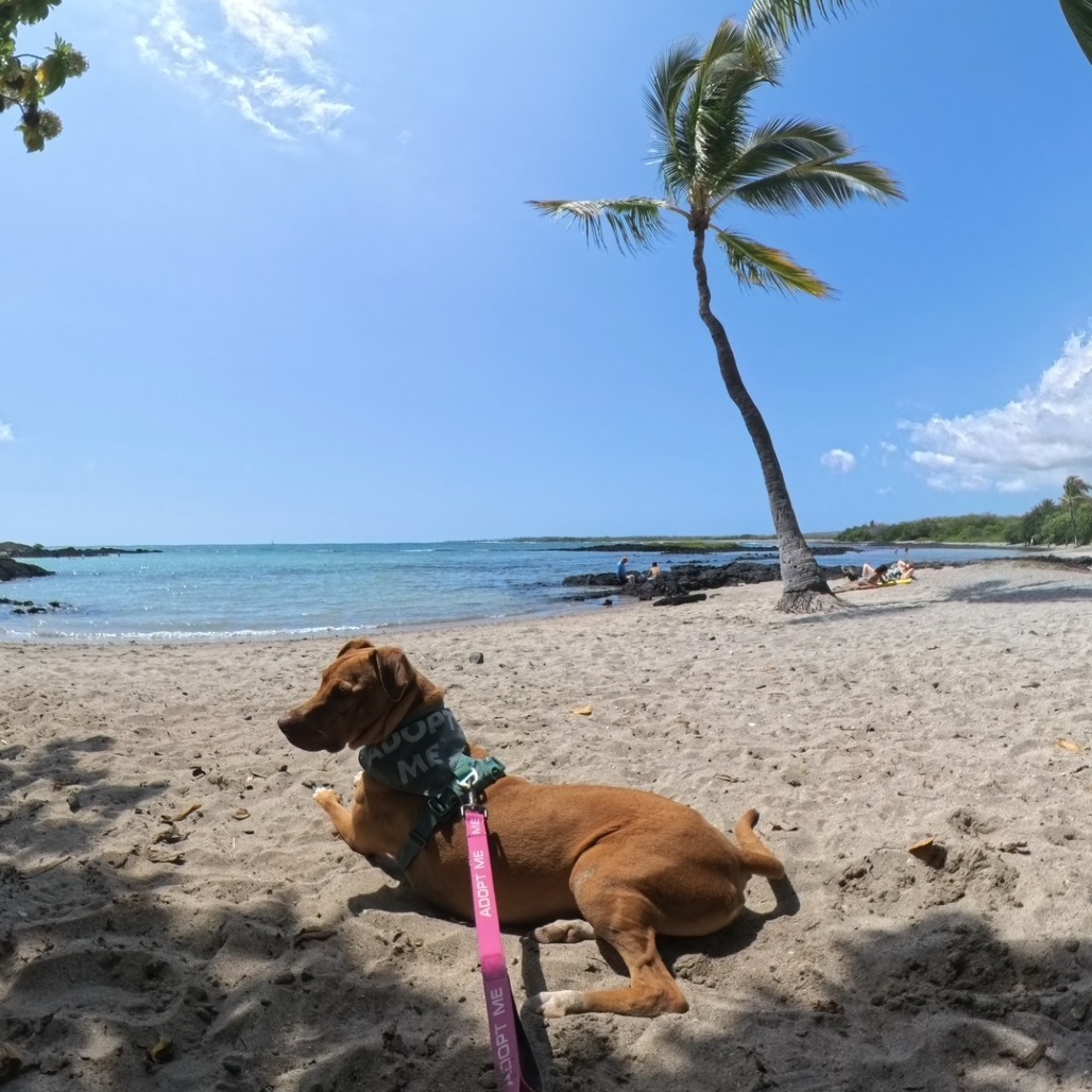 Mochi, an adoptable Mixed Breed in Kailua Kona, HI, 96740 | Photo Image 5