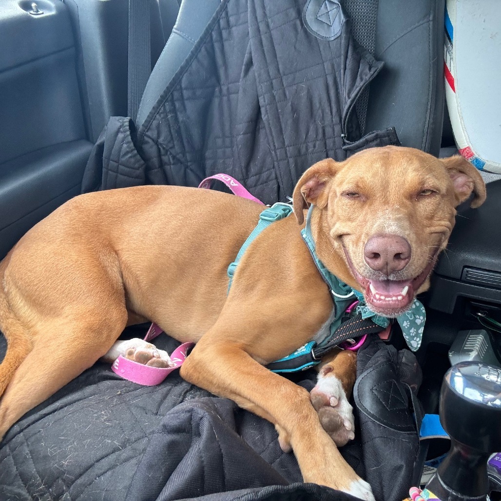 Mochi, an adoptable Mixed Breed in Kailua Kona, HI, 96740 | Photo Image 6