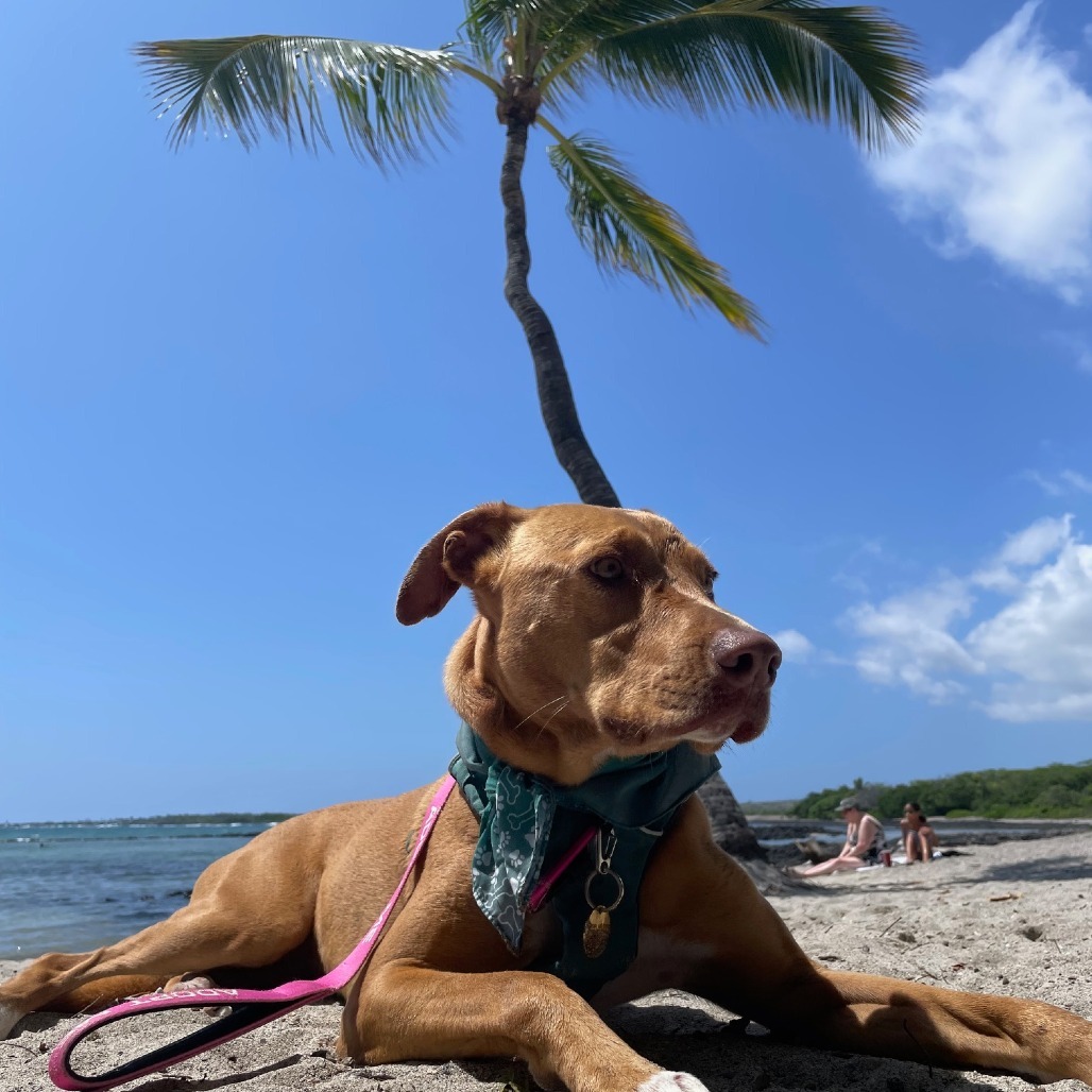 Mochi, an adoptable Mixed Breed in Kailua Kona, HI, 96740 | Photo Image 6