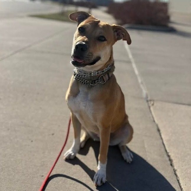 Hazel, an adoptable Mixed Breed in Bismarck, ND, 58507 | Photo Image 1