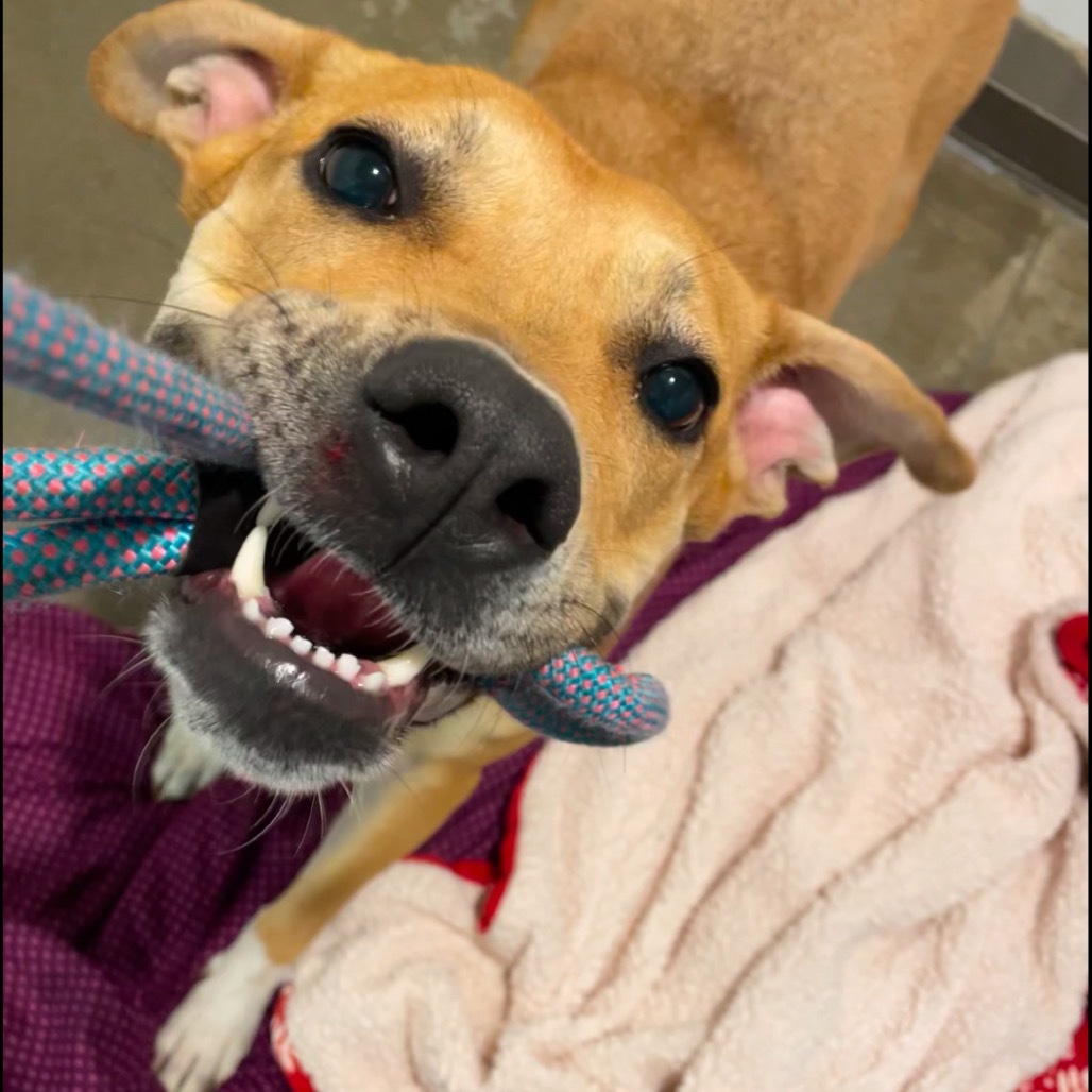 Hazel, an adoptable Mixed Breed in Bismarck, ND, 58507 | Photo Image 2