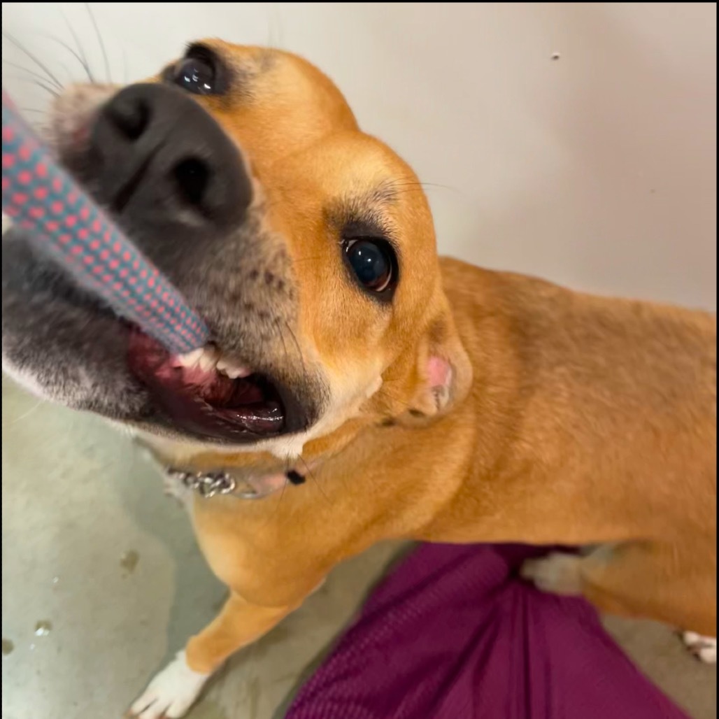 Hazel, an adoptable Mixed Breed in Bismarck, ND, 58507 | Photo Image 3