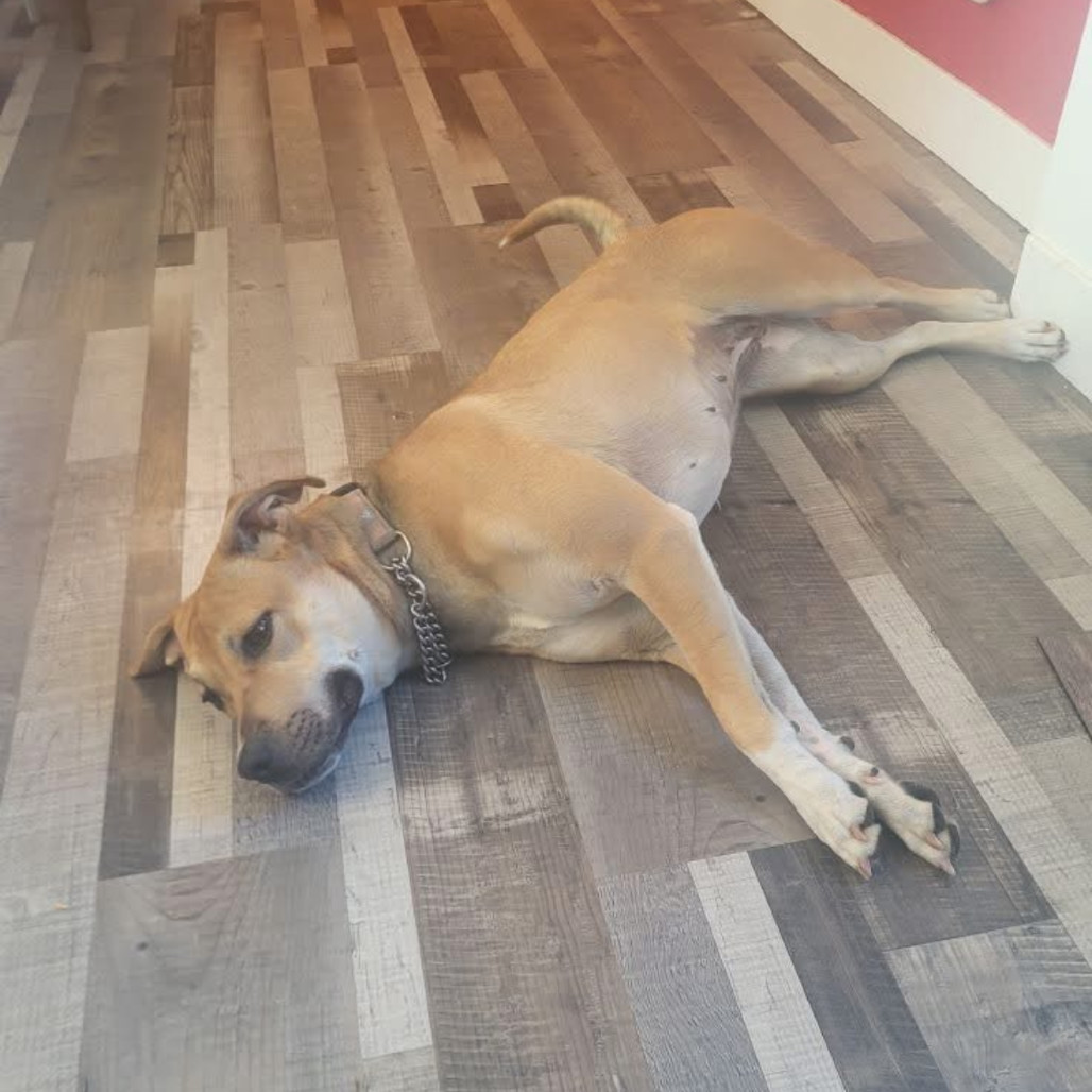 Hazel, an adoptable Mixed Breed in Bismarck, ND, 58507 | Photo Image 4