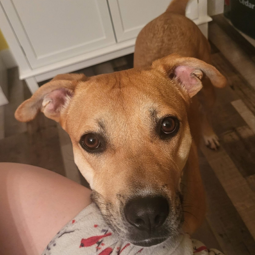 Hazel, an adoptable Mixed Breed in Bismarck, ND, 58507 | Photo Image 5
