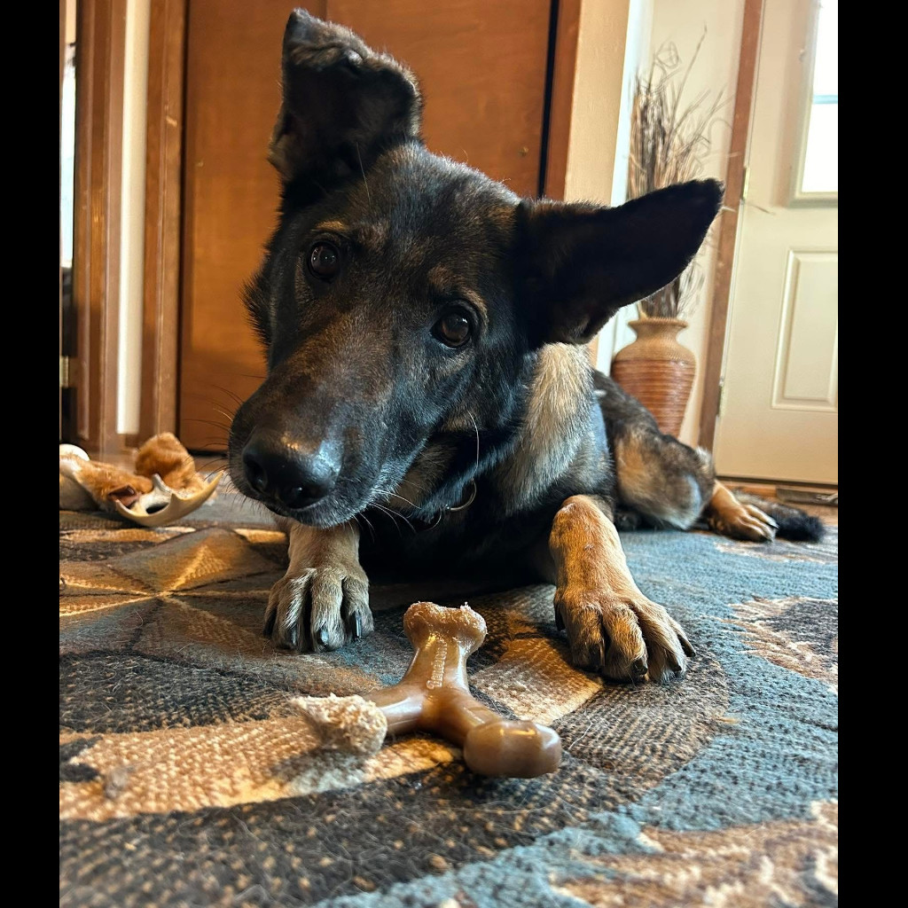 Indie, an adoptable Mixed Breed in Bismarck, ND, 58507 | Photo Image 1