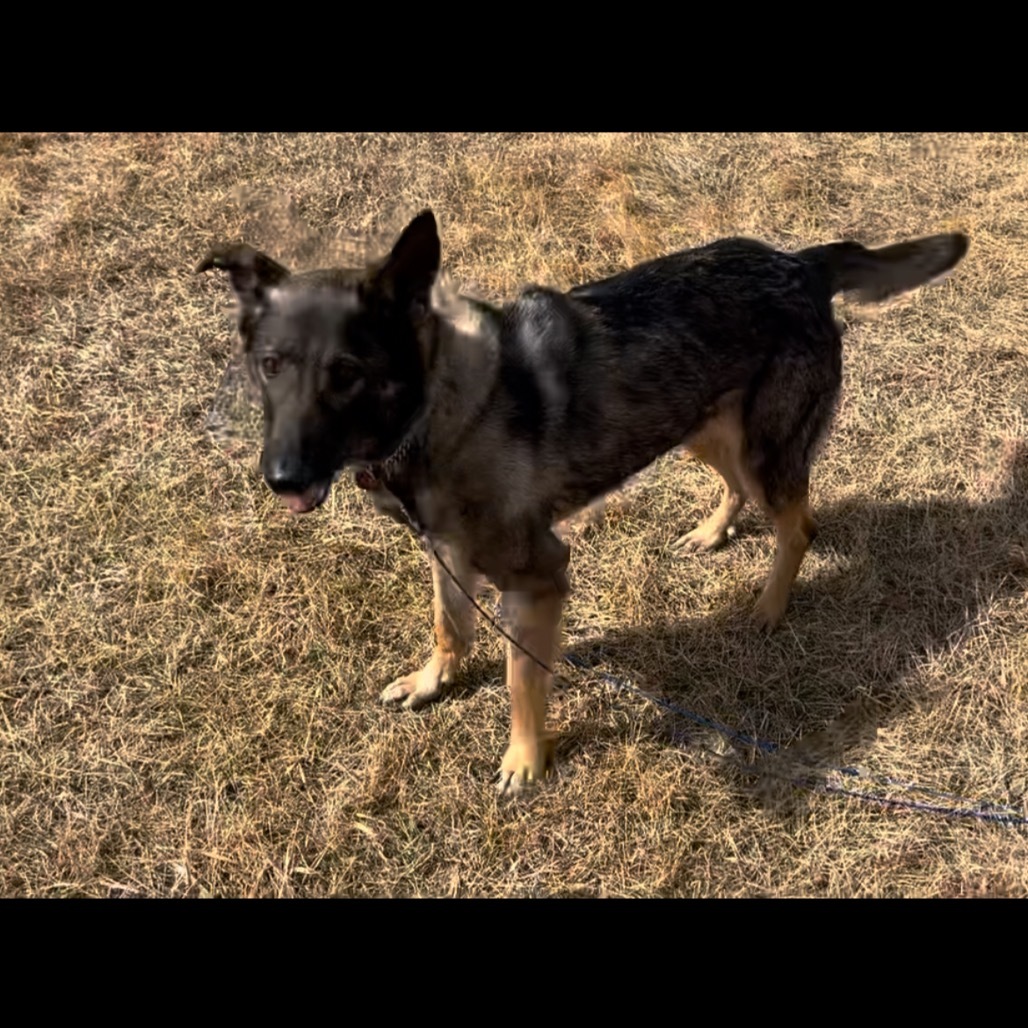 Indie, an adoptable Mixed Breed in Bismarck, ND, 58507 | Photo Image 3