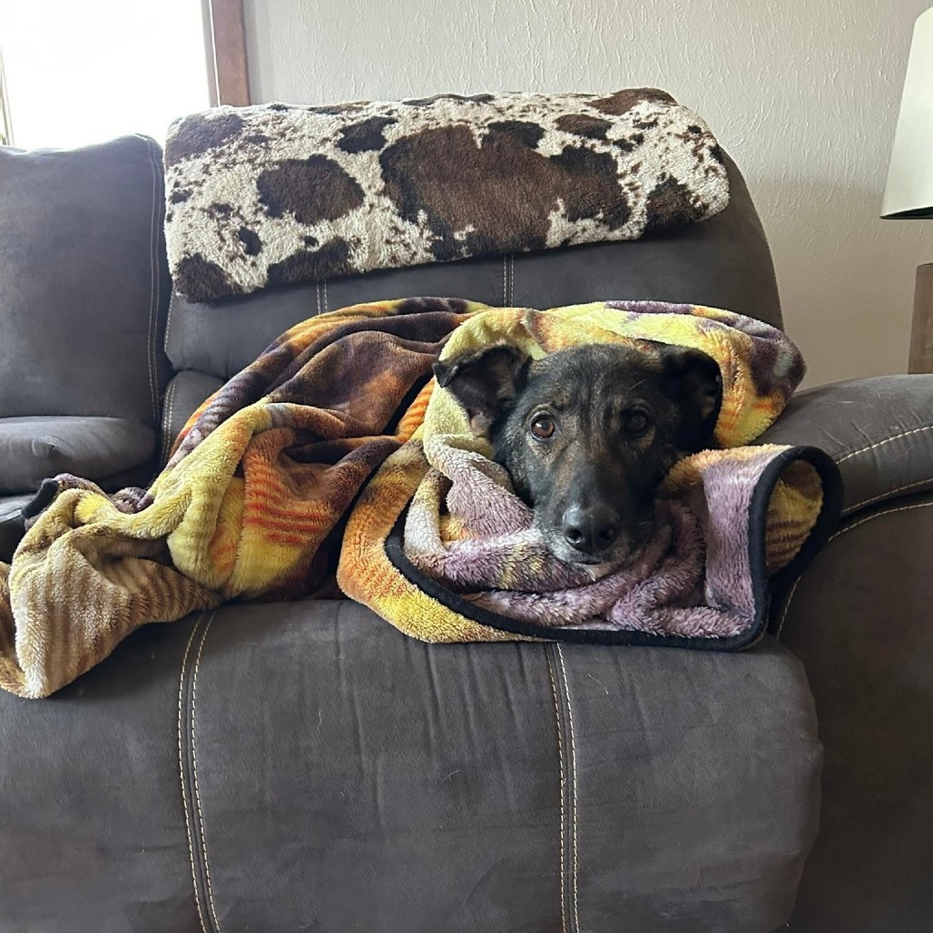 Indie, an adoptable Mixed Breed in Bismarck, ND, 58507 | Photo Image 4