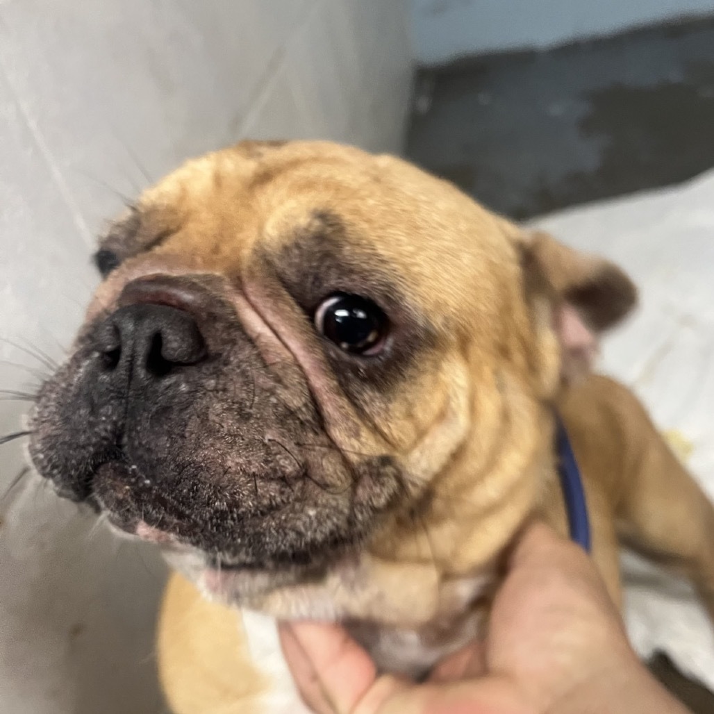 Rolo, an adoptable French Bulldog in Wahiawa, HI, 96786 | Photo Image 1