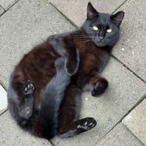 Jack Black Domestic Short Hair Cat