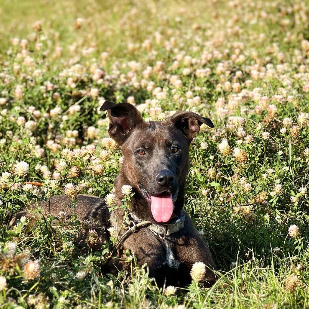Remi, an adoptable German Shepherd Dog, Labrador Retriever in Wadena, MN, 56482 | Photo Image 1