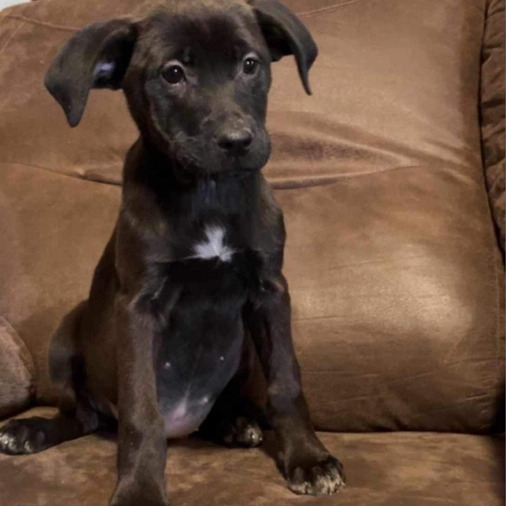 Remi, an adoptable German Shepherd Dog, Labrador Retriever in Wadena, MN, 56482 | Photo Image 2