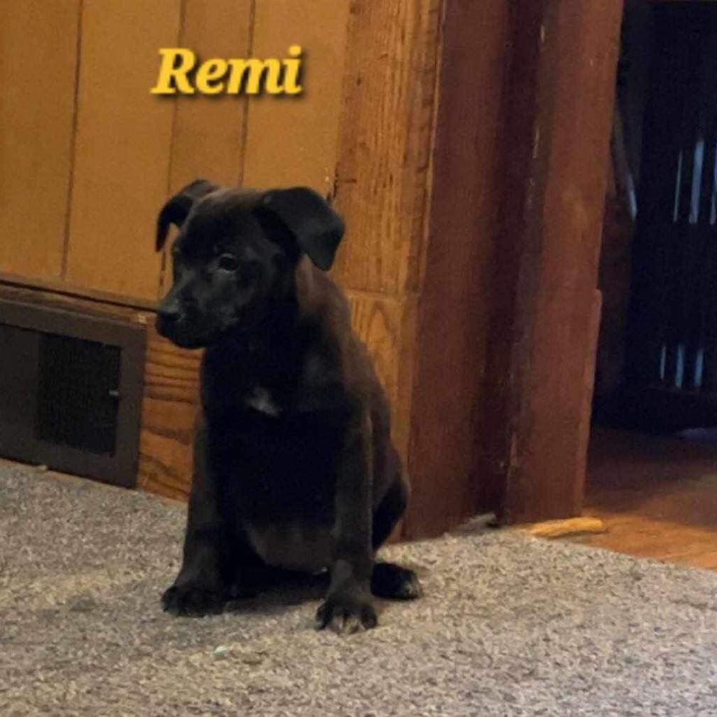 Remi