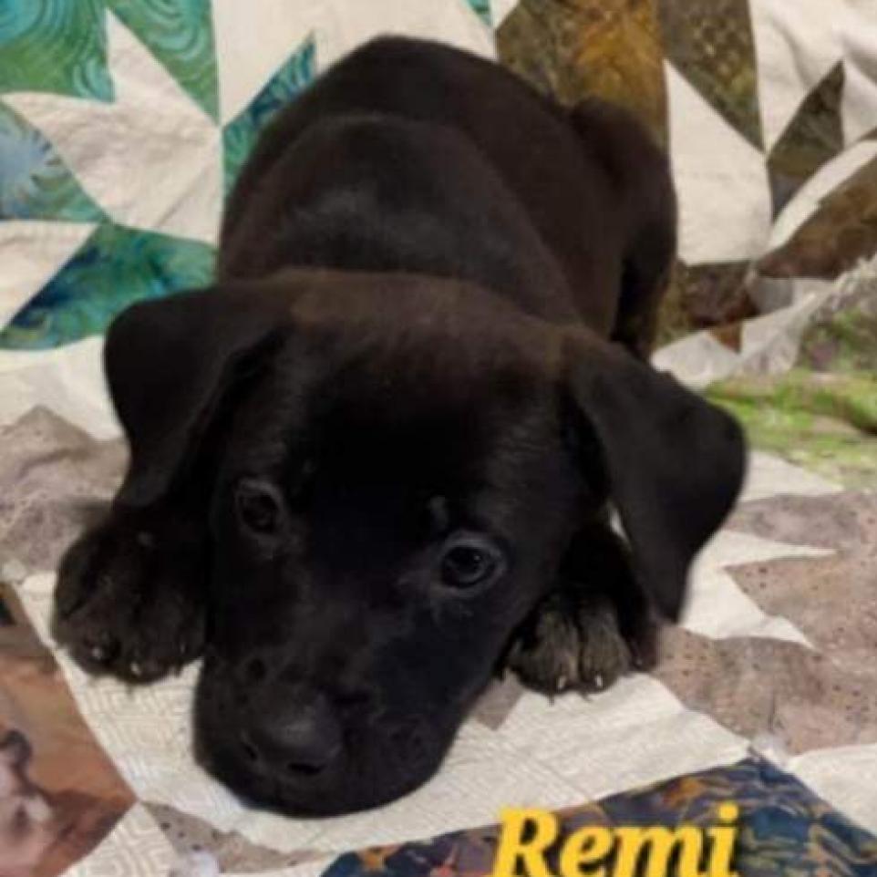 Remi