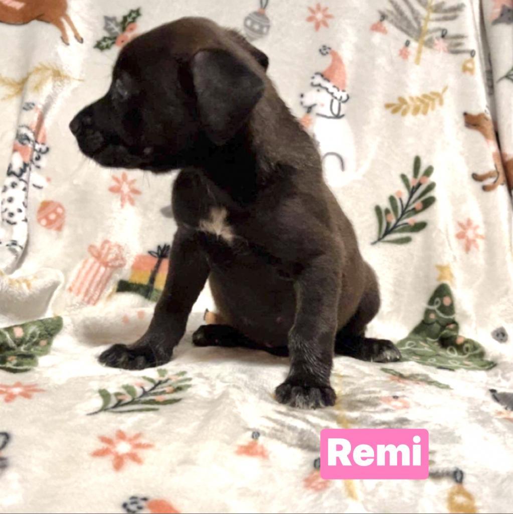 Remi