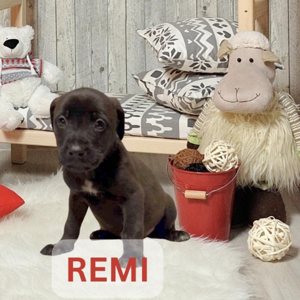 Remi