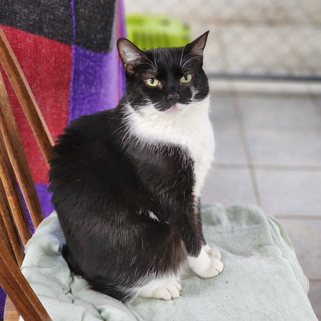 Monte (Vestal PetSmart)