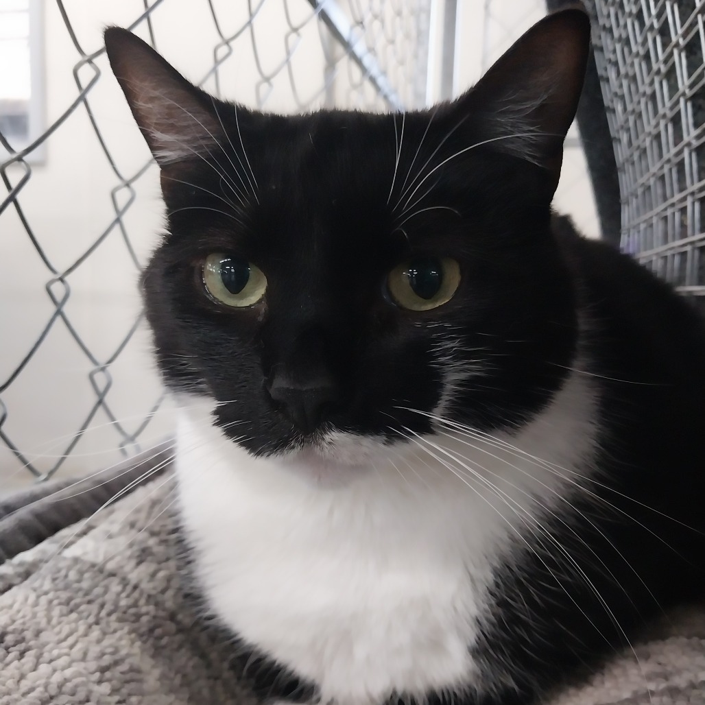 Monte (Vestal PetSmart)