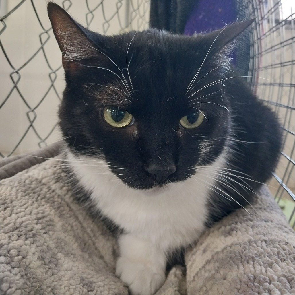 Monte (Vestal PetSmart)