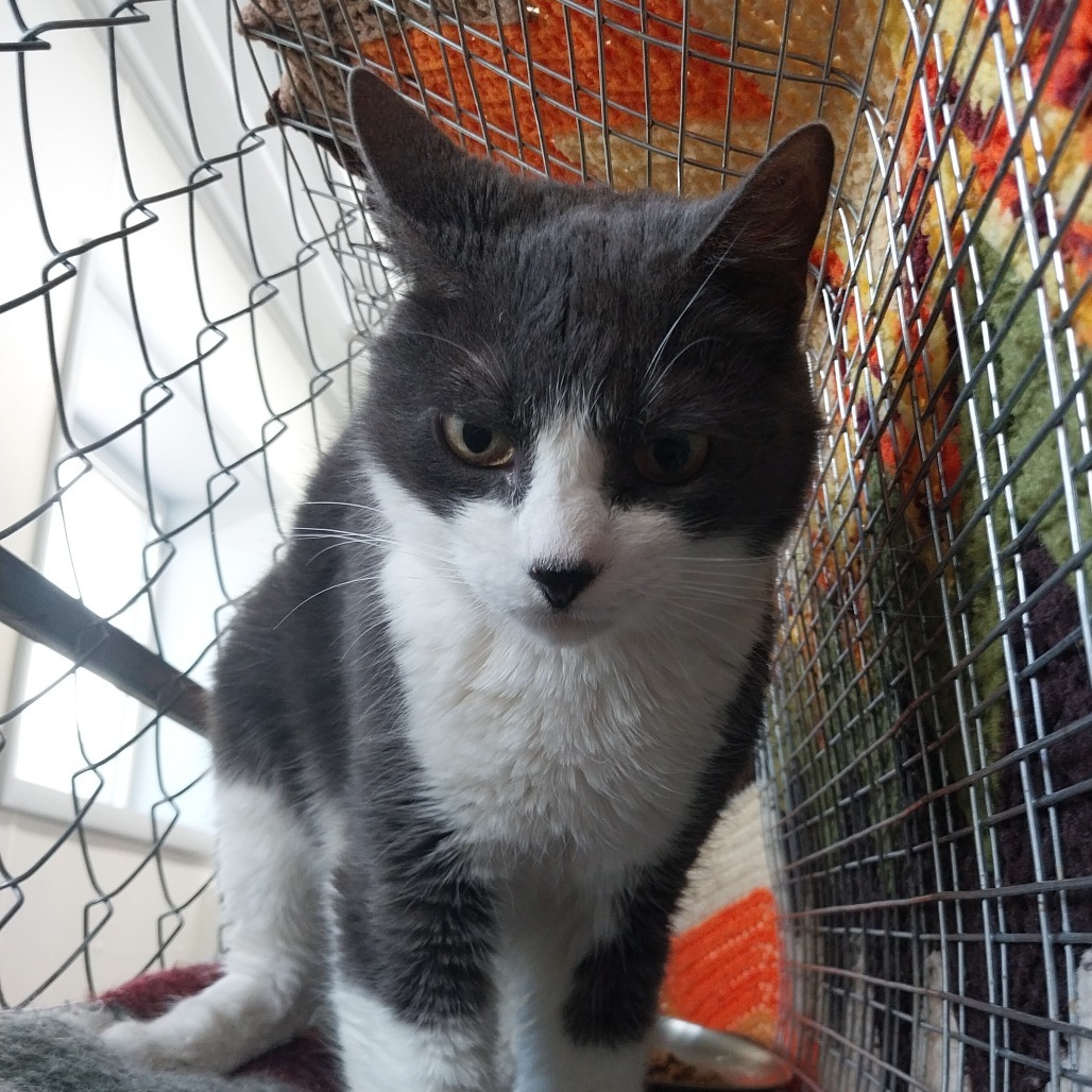 Ray (Vestal PetSmart)