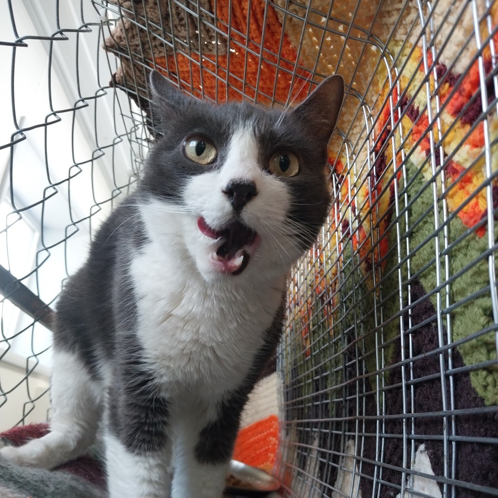 Ray (Vestal PetSmart)