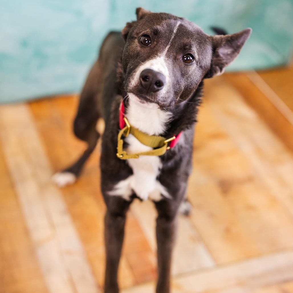 Reginald (Sponsored)