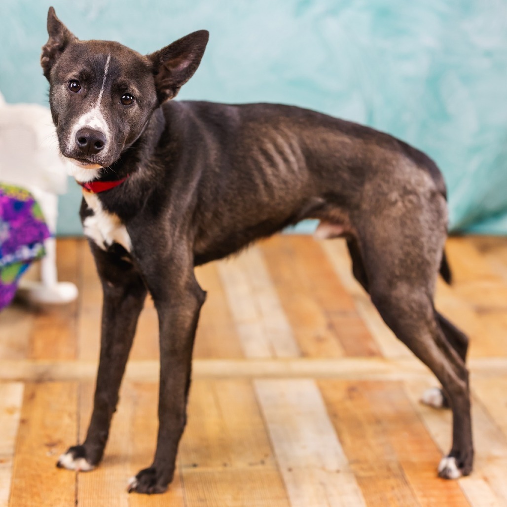 Reginald (Sponsored)