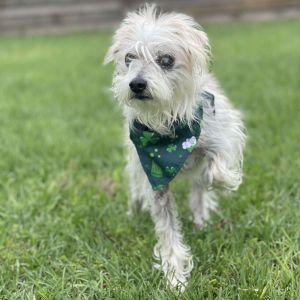 Meet Howard Jones Howard is a 13-year-old 14-pound terrier who came to us from another shelter an