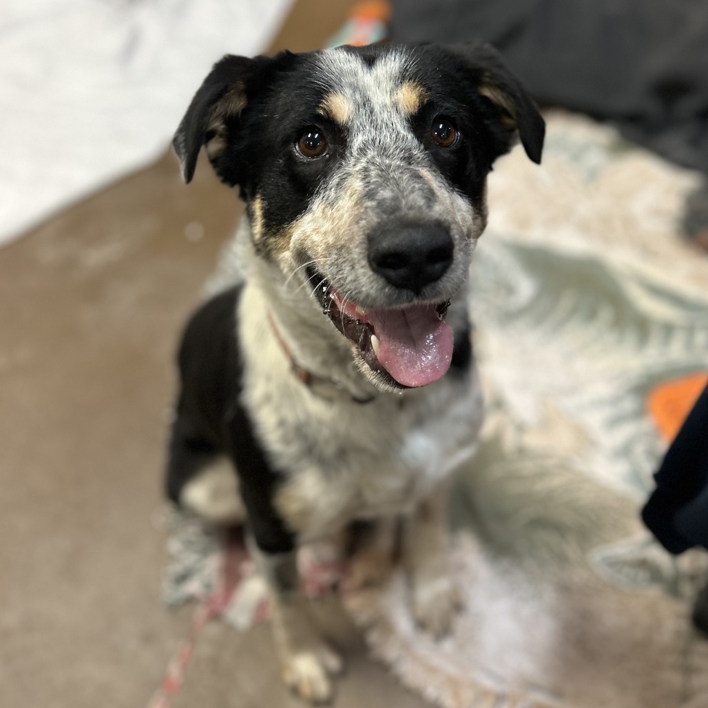 BerryGood w/ Dogs & Loves Treats Adopt $0!