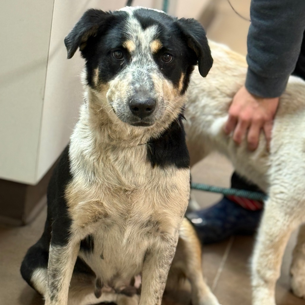 BerryGood w/ Dogs & Loves Treats Adopt $0!