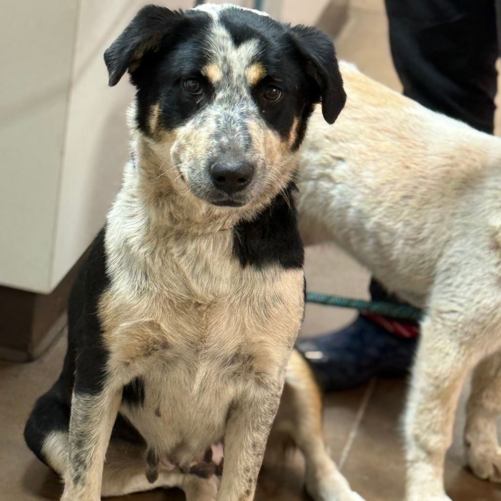BerryGood w/ Dogs & Loves Treats Adopt $0!