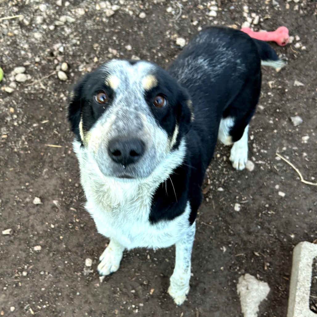 BerryGood w/ Dogs & Loves Treats Adopt $0!