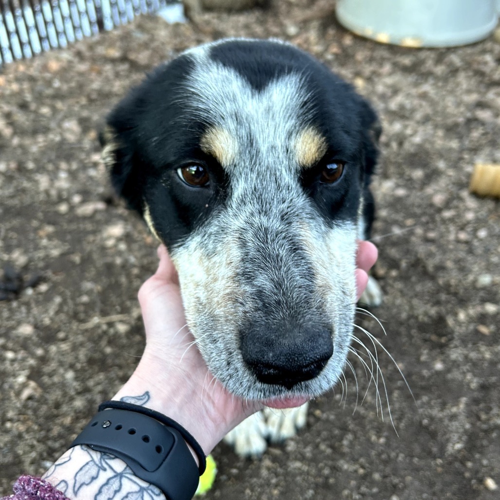BerryGood w/ Dogs & Loves Treats Adopt $0!