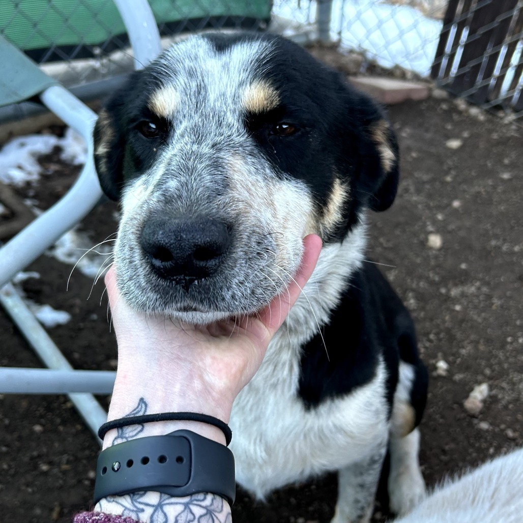 BerryGood w/ Dogs & Loves Treats Adopt $0!