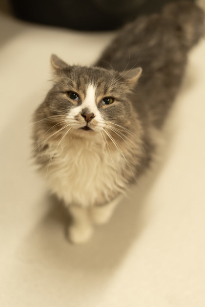 Angry Face