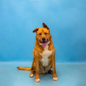 Primary Color Brown Secondary Color White Weight 95lbs Age 5yrs 11mths 3wks Animal has been Neut