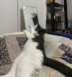 My foster writes Lala is an adorable and curious kitty with lots of love in need of a family to