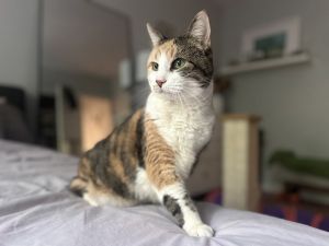 My foster writes Chloe The Cat of the Hour - An Oscars-Worthy Performance And the award for Best S