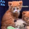 Houdini
