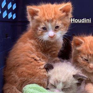 Houdini
