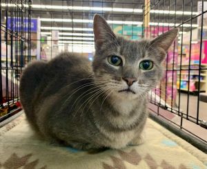 I am a nice beautiful cat with lots of love to give I like other cats and people of all