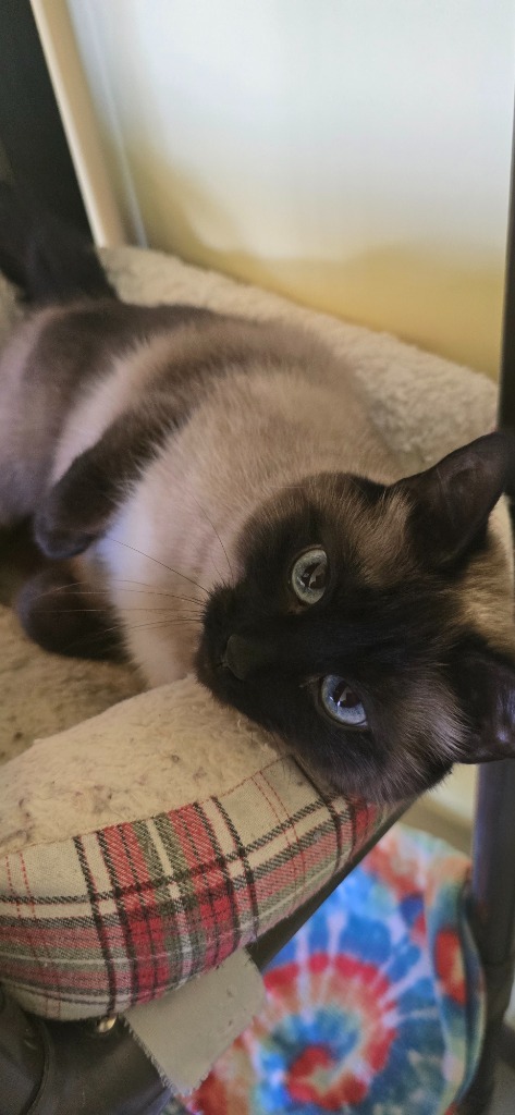 Sophie