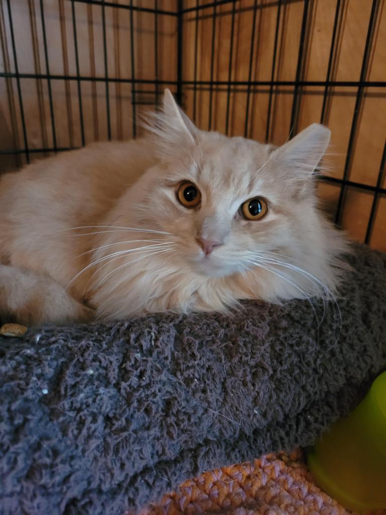 Floof
