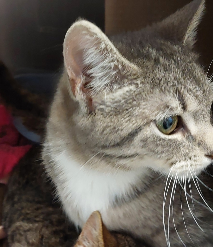 Madison Kitten 4(Baby)