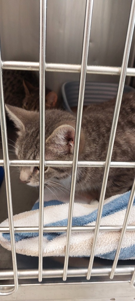 Madison Kitten 4(Baby)
