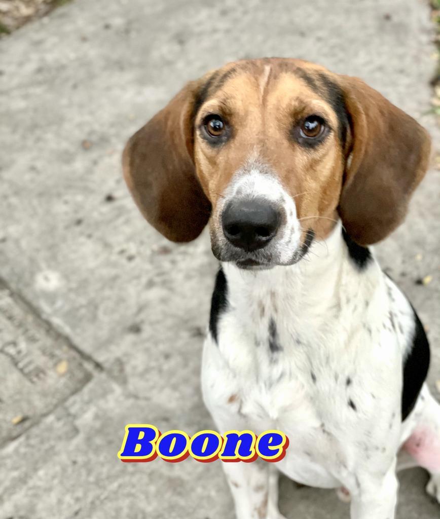 Boone