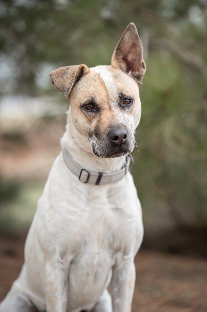 Waffles, an adoptable Mixed Breed in Gillette, WY, 82716 | Photo Image 1