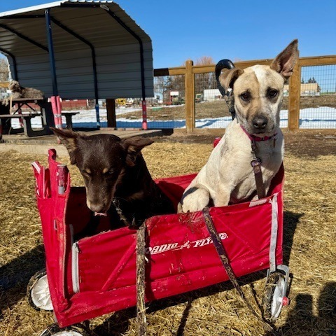 Waffles, an adoptable Mixed Breed in Gillette, WY, 82716 | Photo Image 3