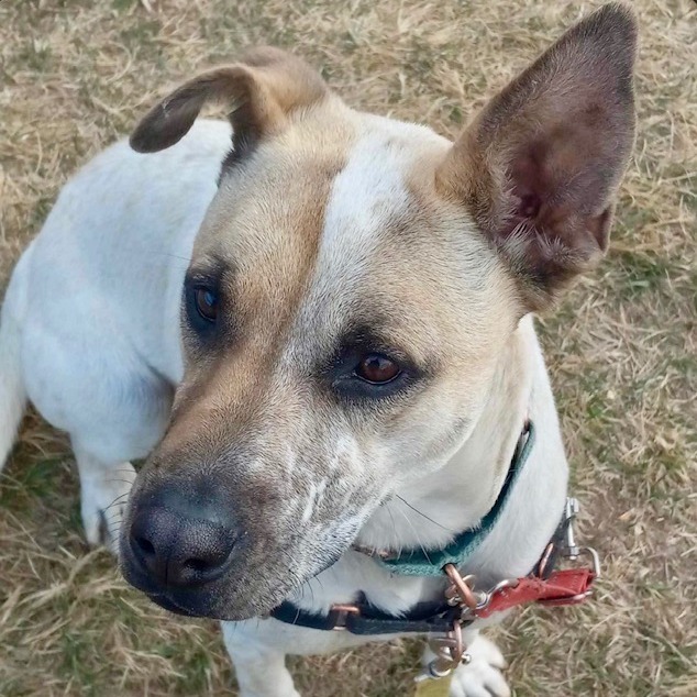 Waffles, an adoptable Mixed Breed in Gillette, WY, 82716 | Photo Image 4