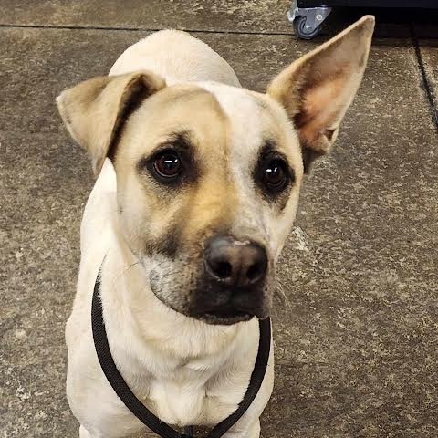 Waffles, an adoptable Mixed Breed in Gillette, WY, 82716 | Photo Image 5