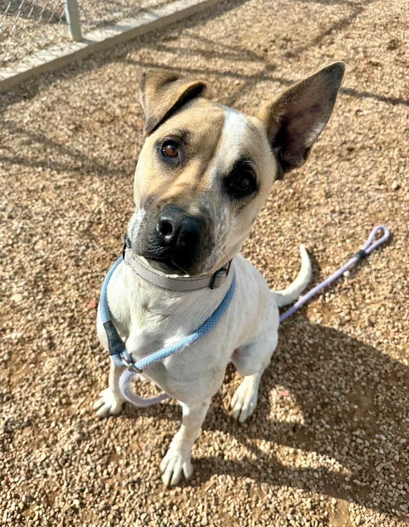 Waffles, an adoptable Mixed Breed in Gillette, WY, 82716 | Photo Image 6